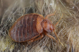 bed bug in bat fur