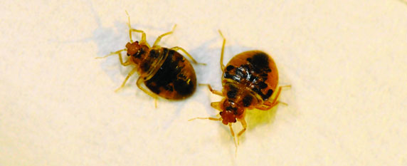 2 bed bugs