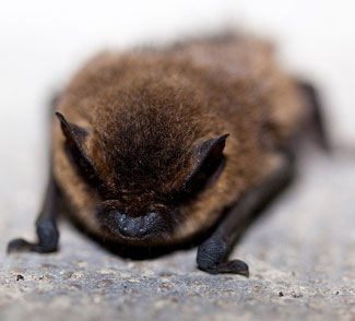 brown bat on wall