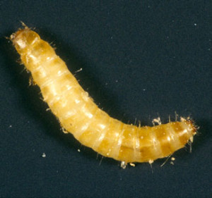 flour beetle larva