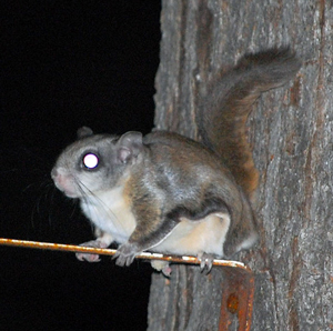 flying squirrel on ledge