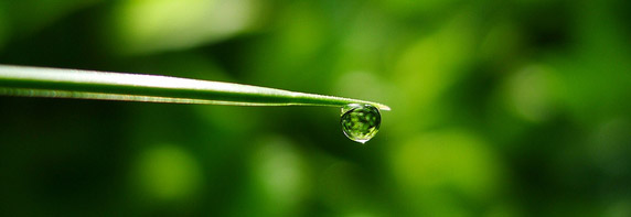 green leaf with water droplet