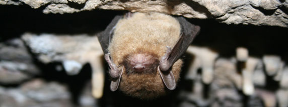 bat in cave