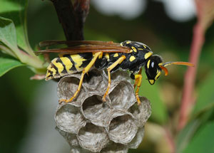 paper wasp queen building new nest