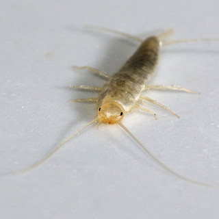 silverfish on floor