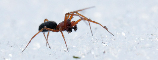 spider walking on snow