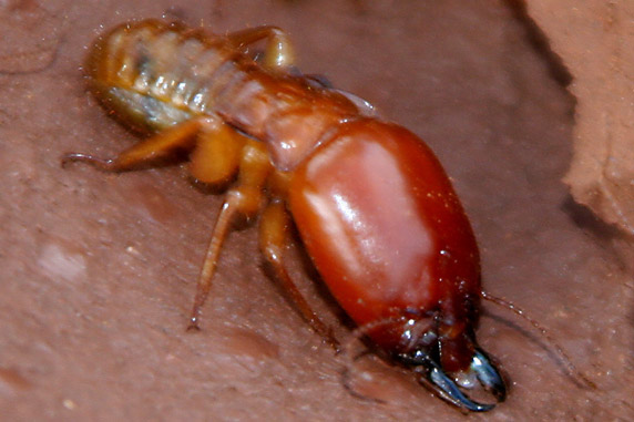 close up of termite