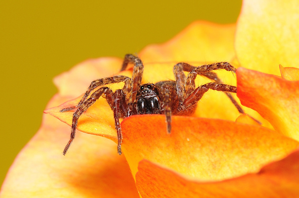 spider sitting on flower
