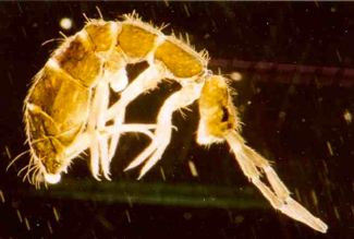 springtails close up