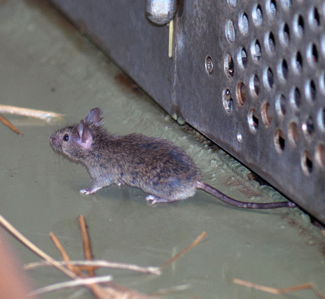 mouse sneaking around in house