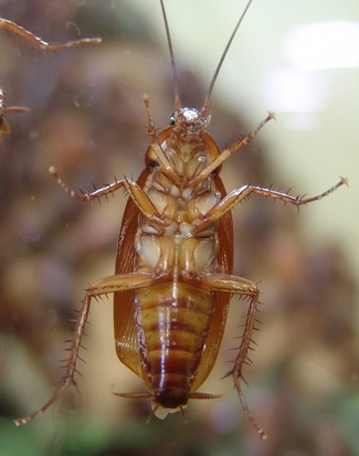 american cockroach on glass
