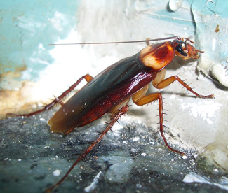 american cockroach on basement floor