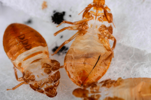 bed bug shed skins