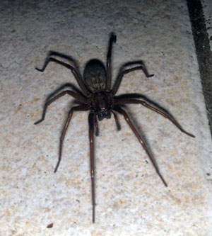 big brown spider on kitchen floor