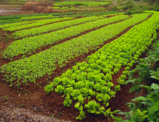crops growing in rows