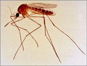 mosquito of the genus Culex