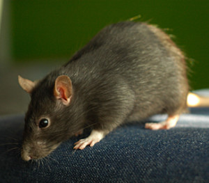 Did this Portsmouth home have a rat living in the wall? Mice? Or something else? Sometimes you never know.
