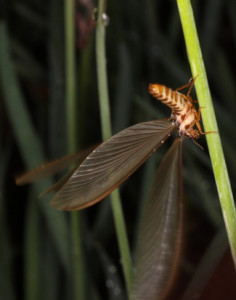 flying termite on leaf
