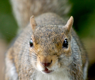 close up of grey squirrel
