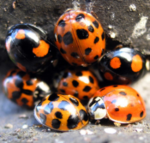 huddled lady beetles