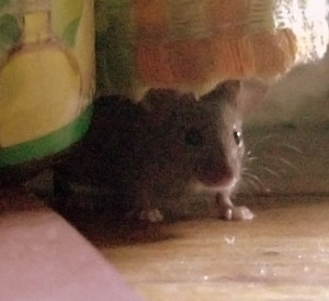 mouse crawling around in house