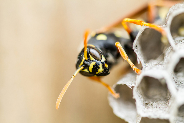 close up of paper wasp on nest