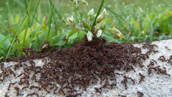 pavement ant cluster in driveway