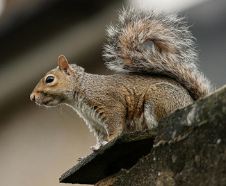 squirrel looking off of roof