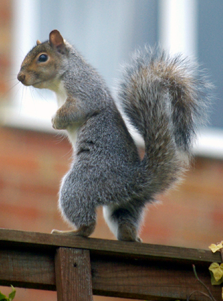 squirrel standing on fence