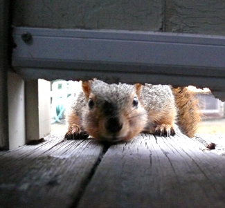 squirrel trying to get under door
