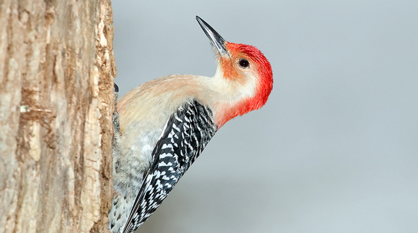 red bellied woodpecker on tree