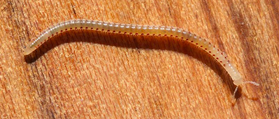 millipede on hardwood floor