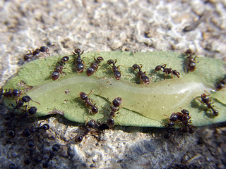 ants-eating-honey
