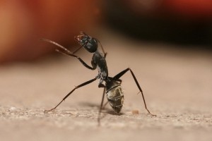 Carpenter Ant