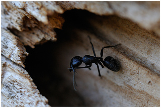 carpenter ant damage