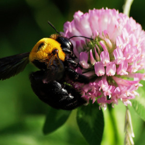 Carpenter Bee on Flower