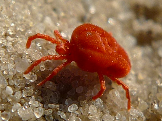 close up of clover mite on sand