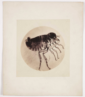 flea microphotograph