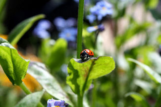 Ladybug on a leaf