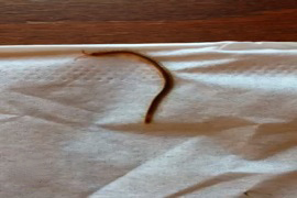 millipede in house