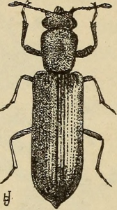 Illustration of a Powder Post Beetle