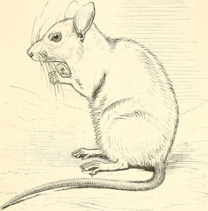 illustration of rat