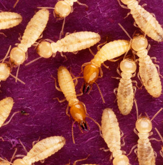 subterranean termites on dye paper