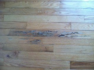 Termite floor damage