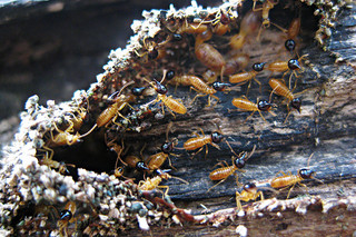 Termites on a log