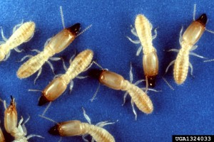 Eastern-subterranean-termite-soldiers-protect-the-colony