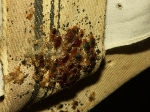 bed-bugs-on-box-spring