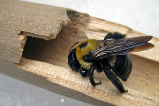 carpenter bee and hollowed out shovel handle