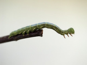 inchworm-grub-on-twig