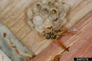 paper-wasp-building-nest